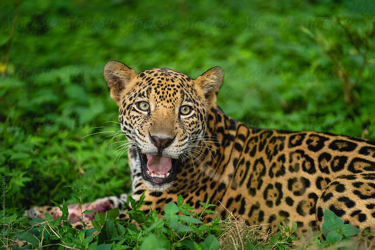 Portrait of a jaguar looking at the camera
