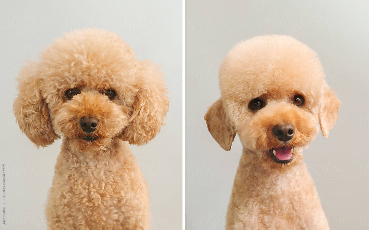 Small cute dog before&after being groomed