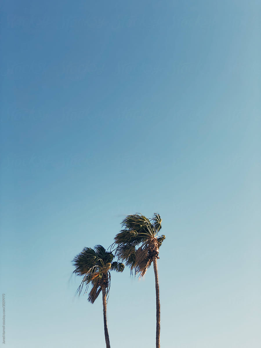 Two Palm Trees Blowing in the Wind in Palm Springs, California