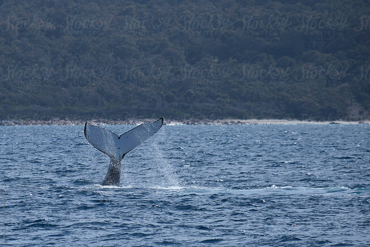 Humpback Whale splashing with its tail