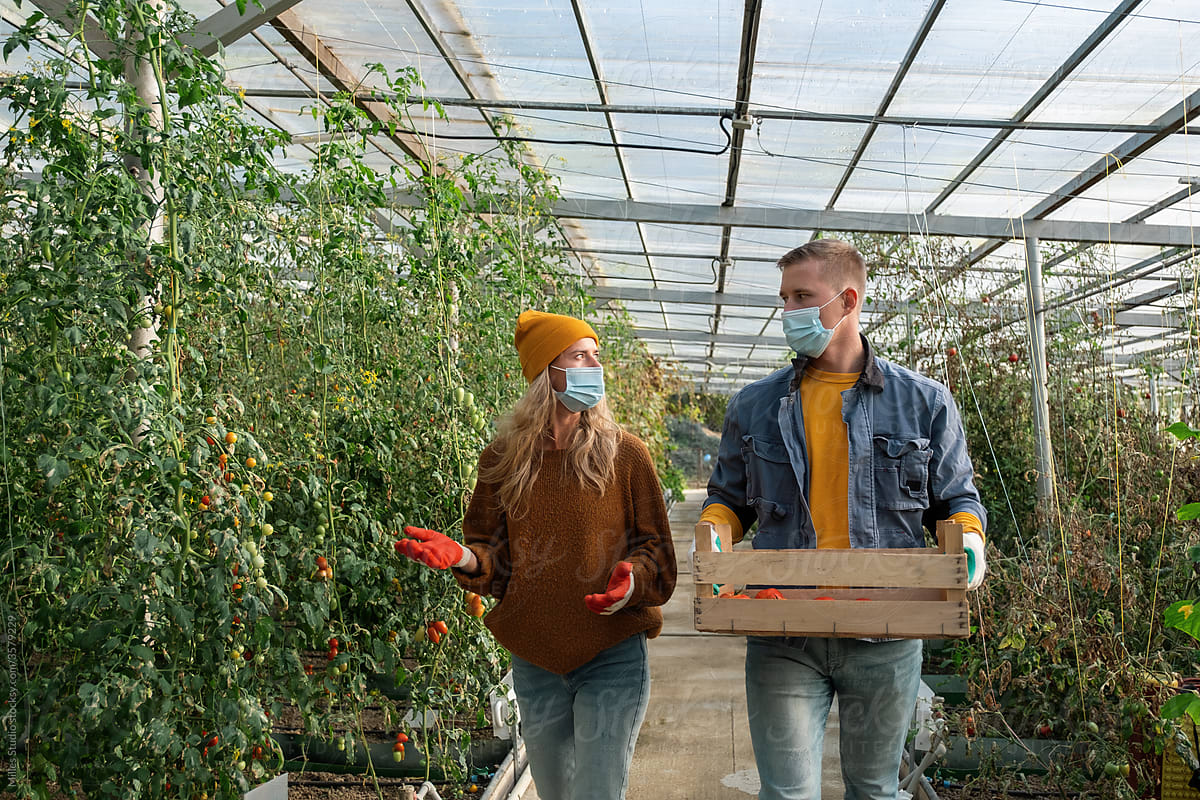 Female farmer in mask speaking with boyfriend in greenhouse