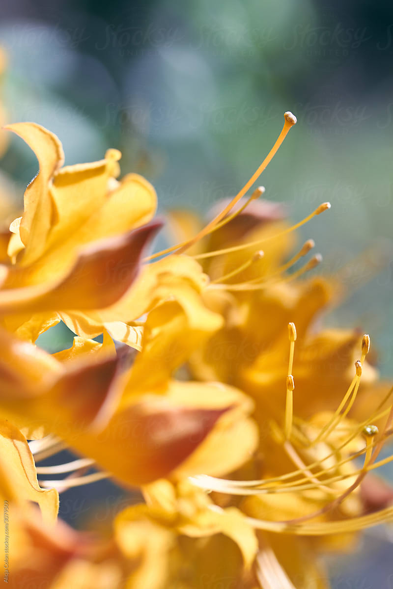 Close up of orange/yellow flowers