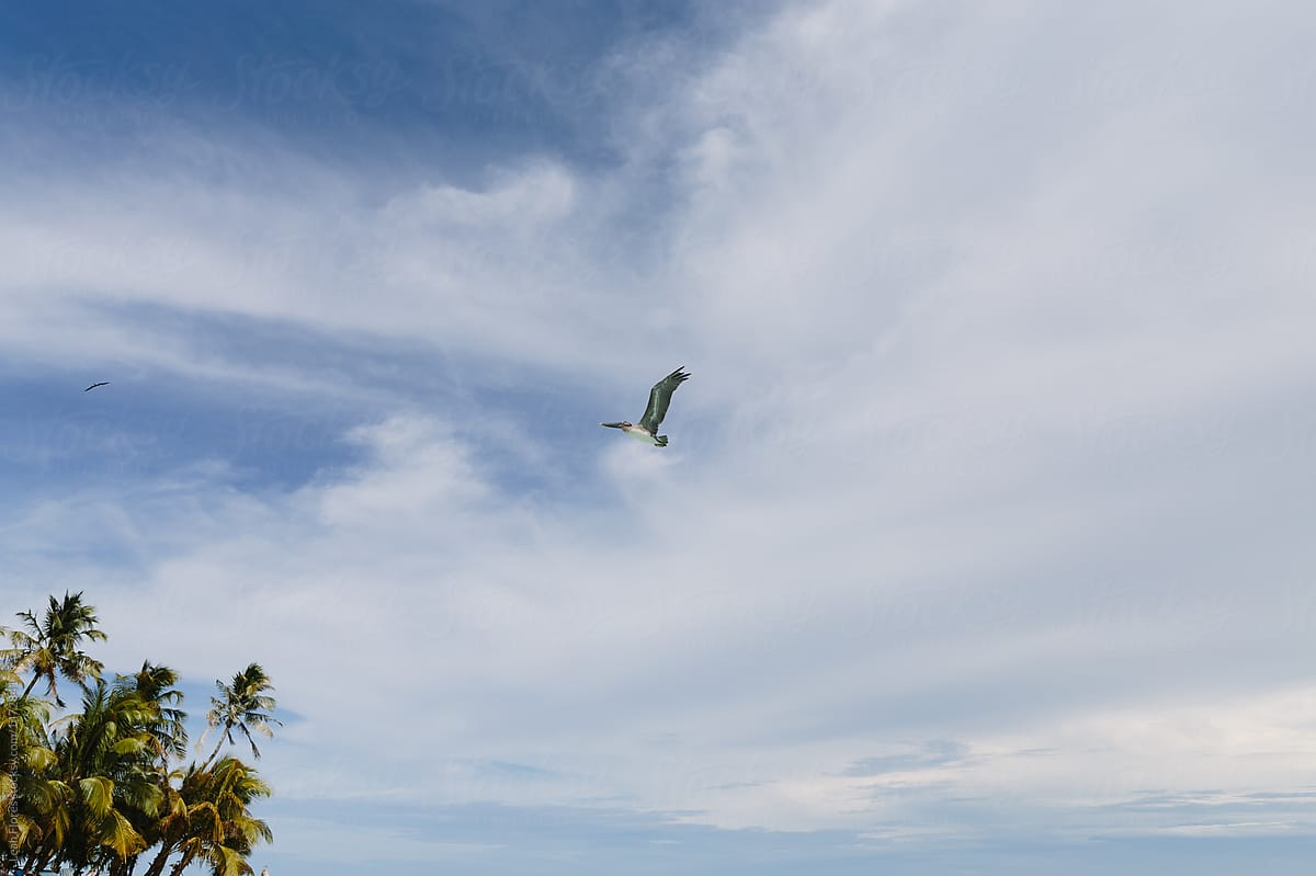 Pelican Flying in Tropics