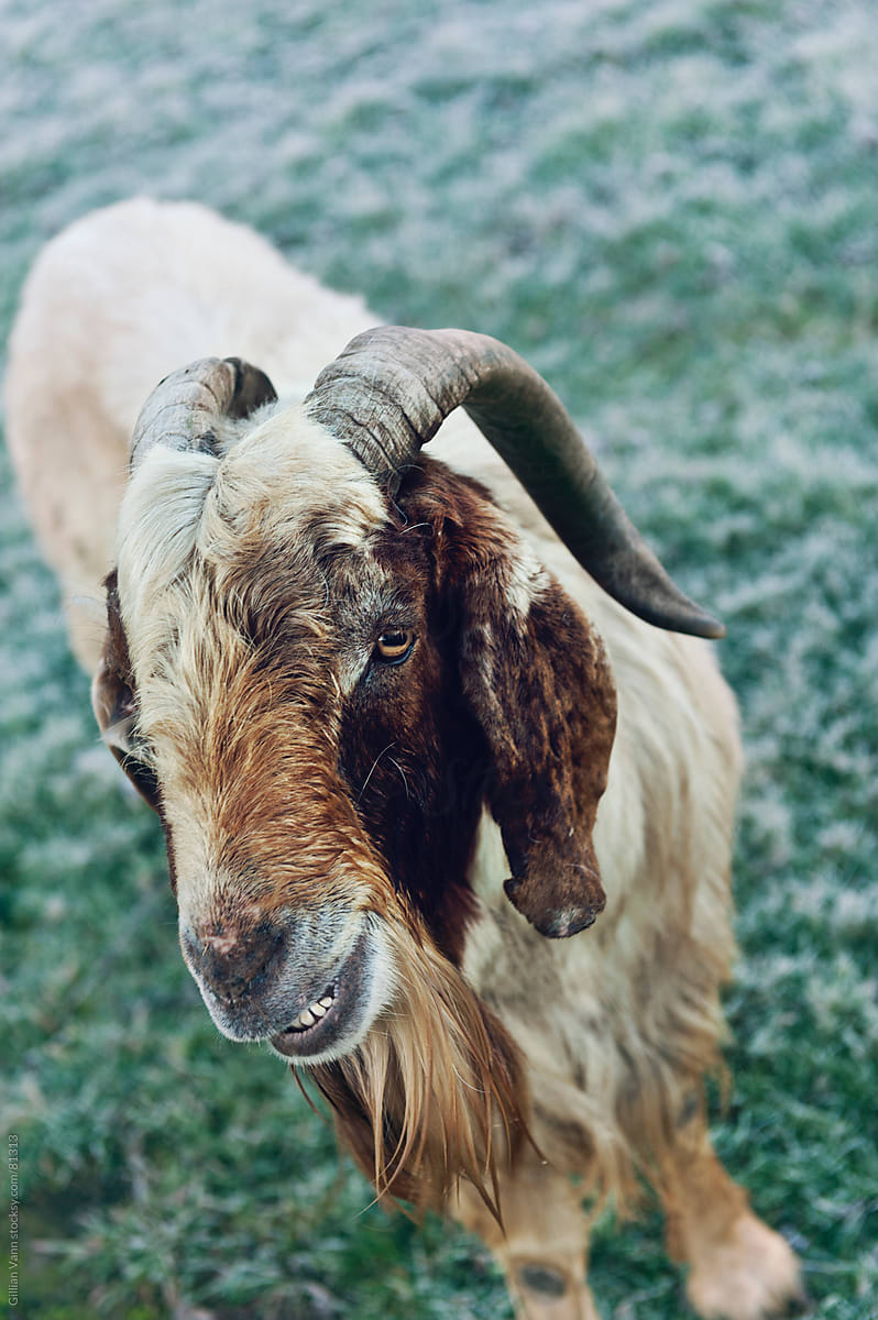 life on the farm with old billy goat gruff