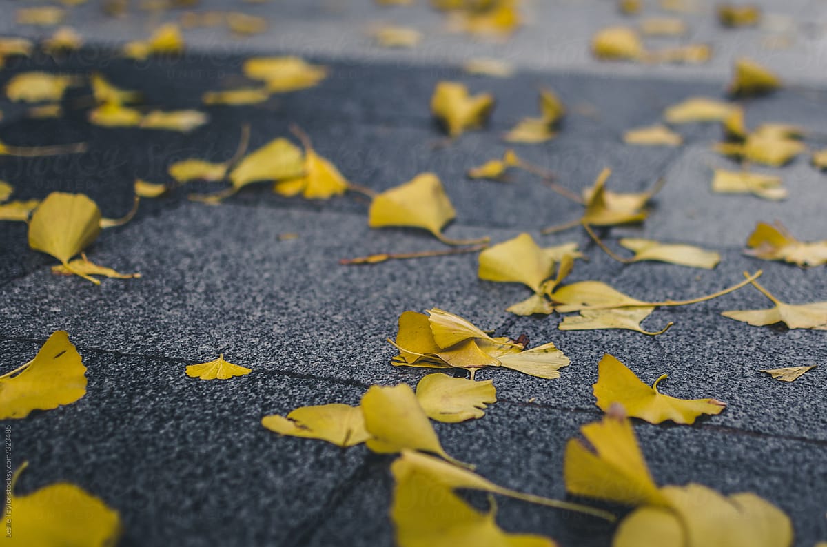Yellow Autumn Leaves On A City Sidewalk