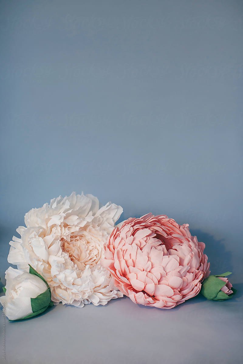 Studio shot of giant paper peonies on blue-grey background