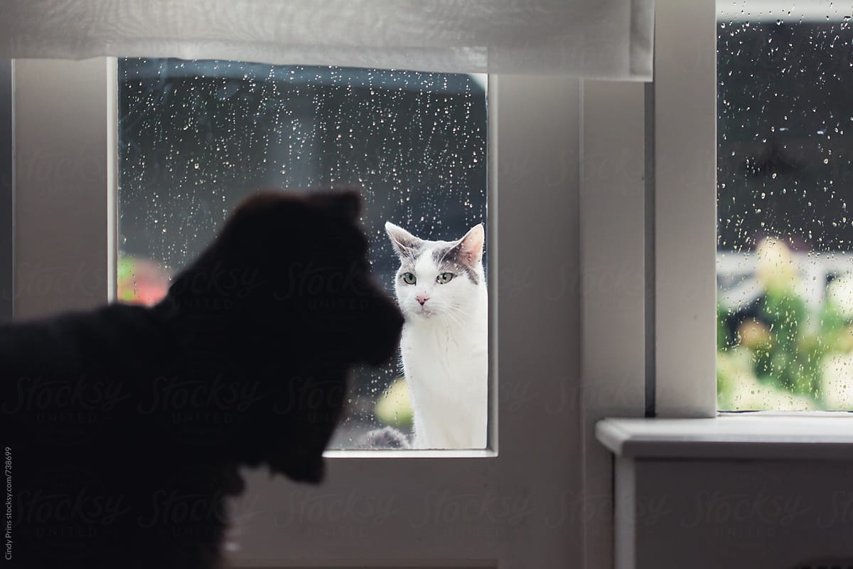 cat looking out rainy window