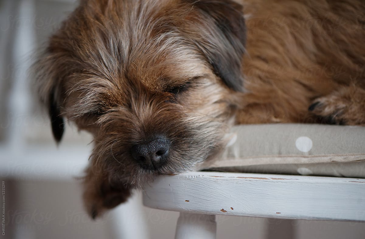 Border Terrier asleep on the chair