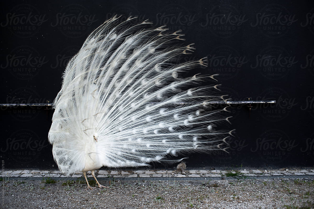 White Peacock with tail blowing in the wind