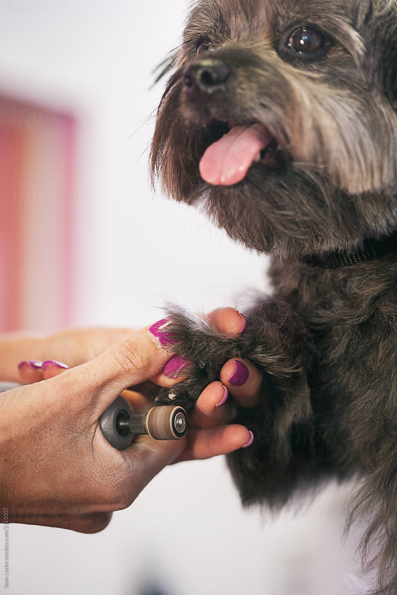 Groomer: Terrier Gets Nails Filed Down