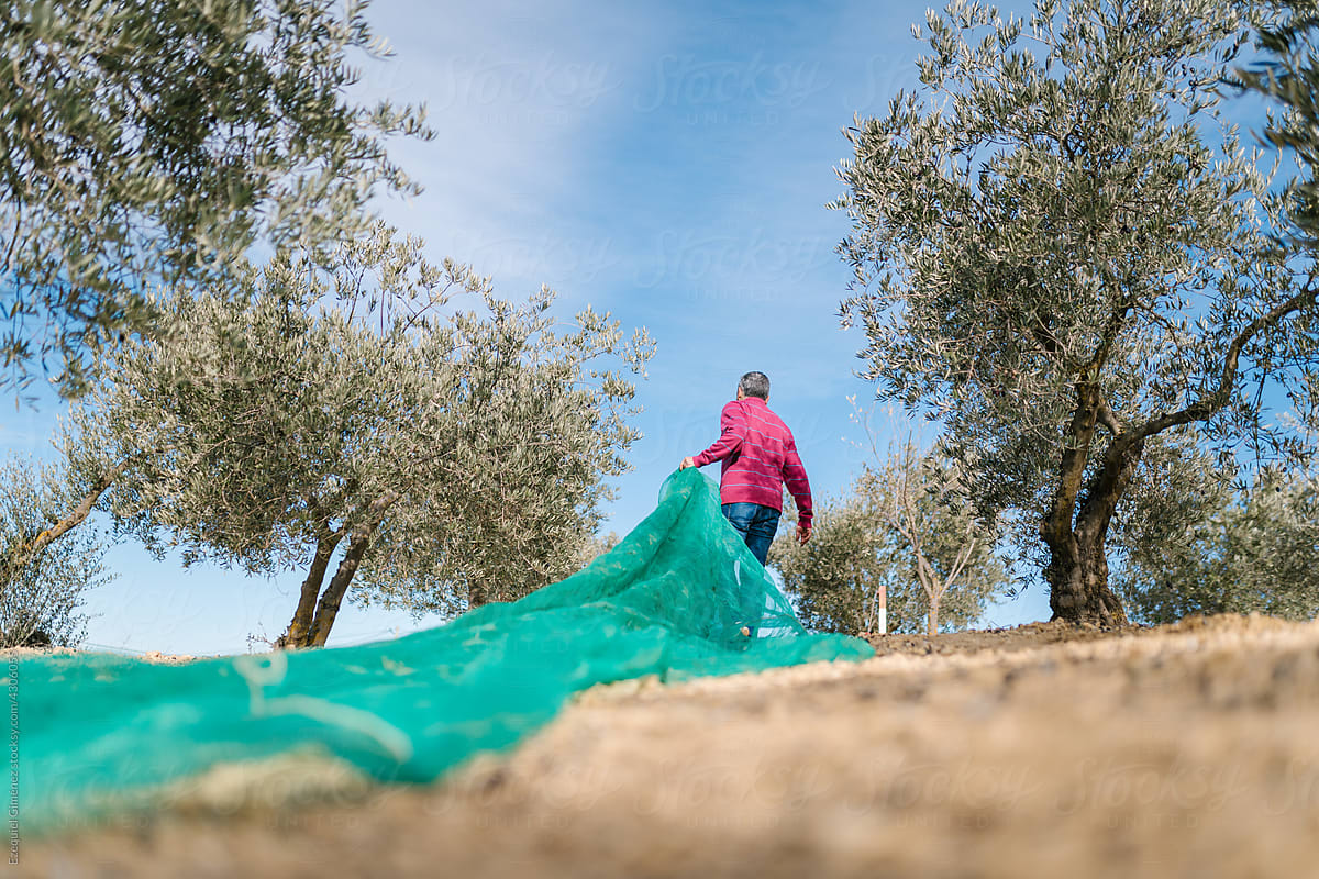 Farmer carrying net for harvesting olives