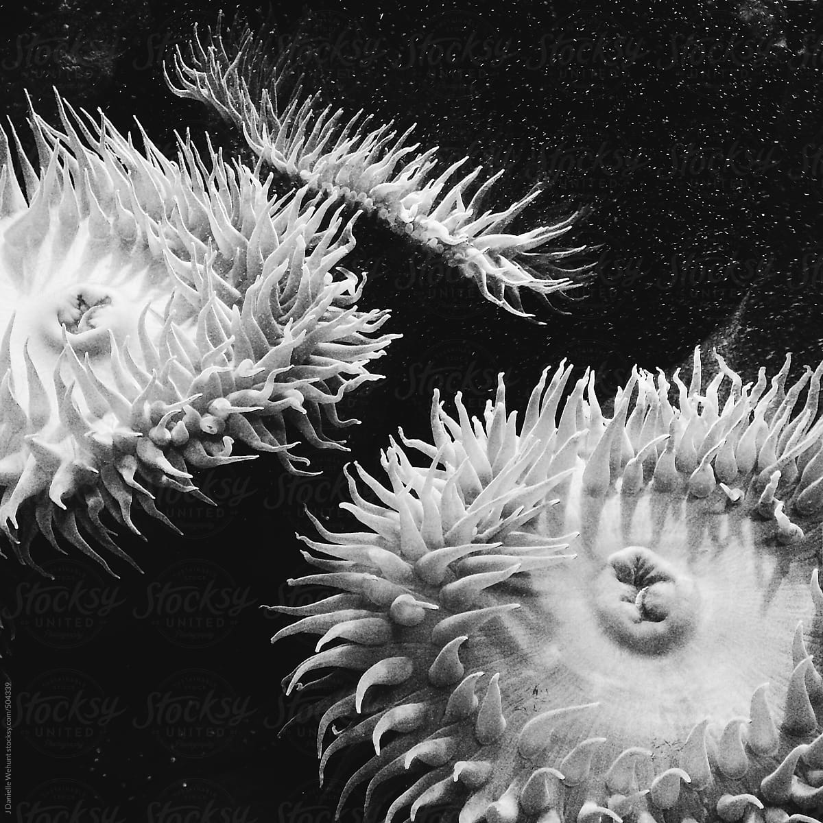 Black and white sea anemones
