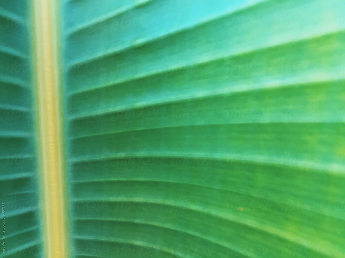Beautiful Closeup of Green Leaf/Plant