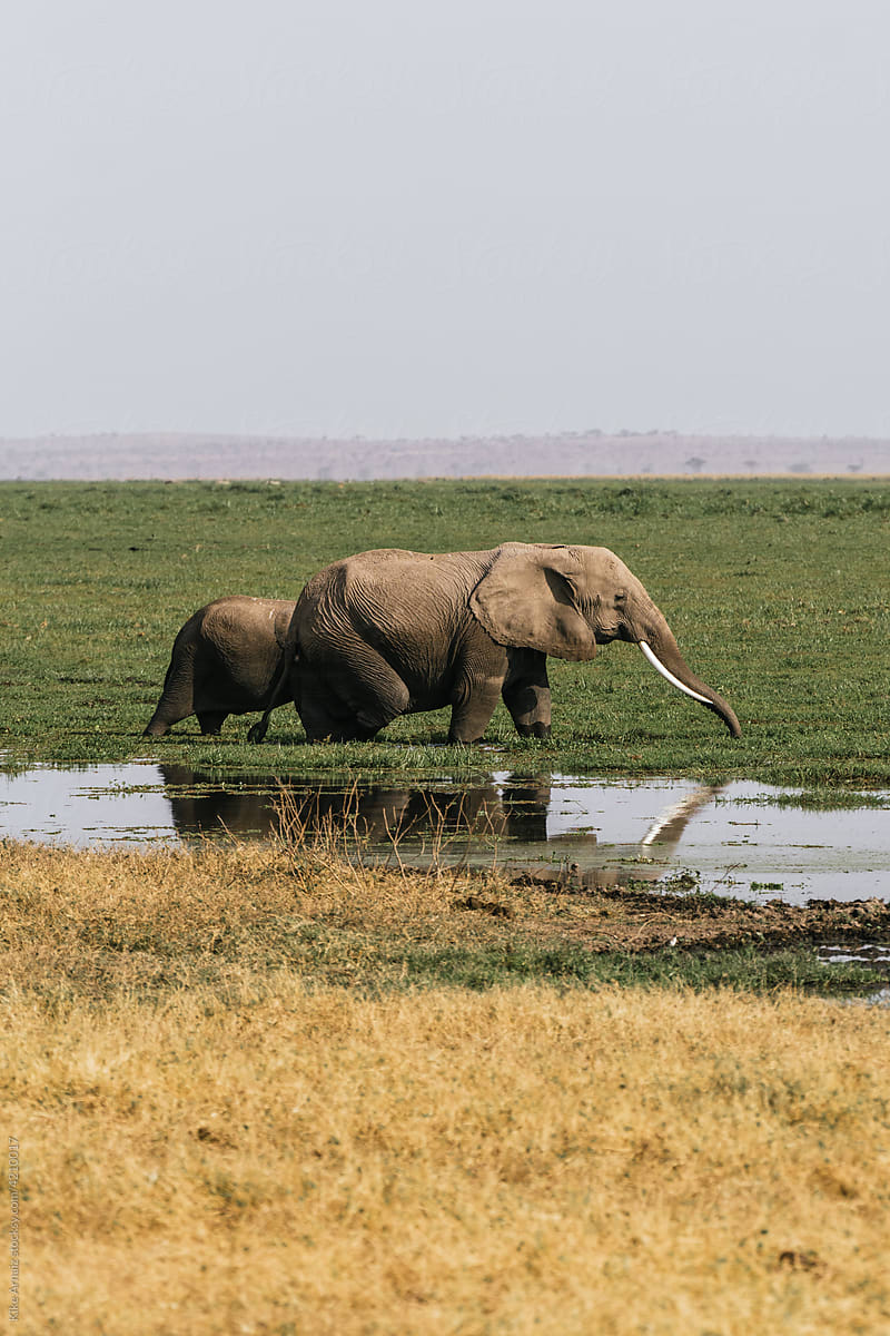 Wild elephants walking near puddle