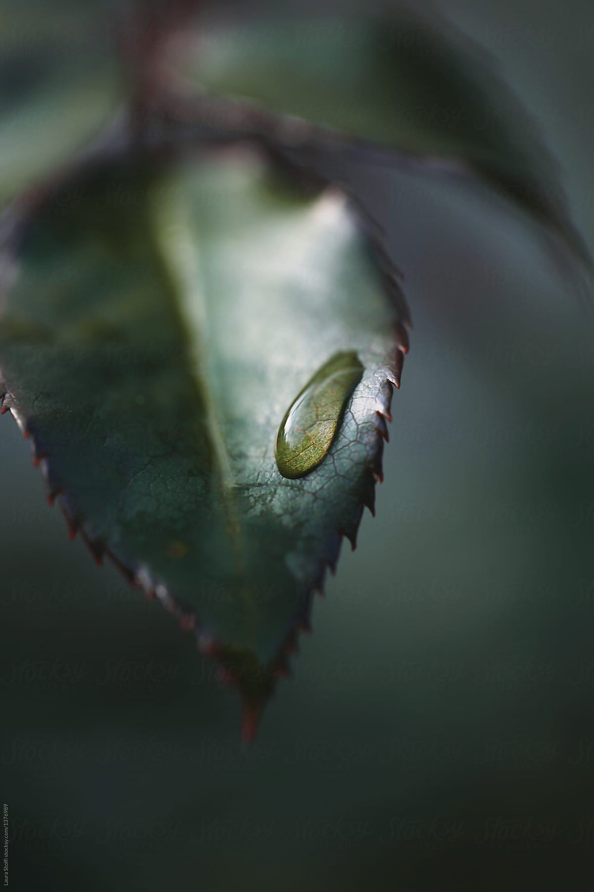 Single dewdrop on rose leaf  macro