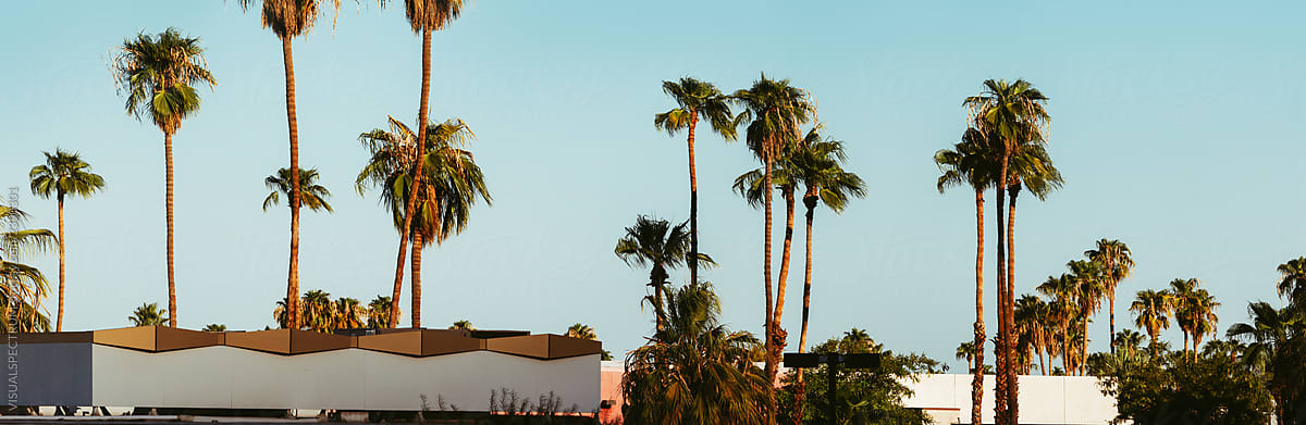 Many Palms in Palm Springs