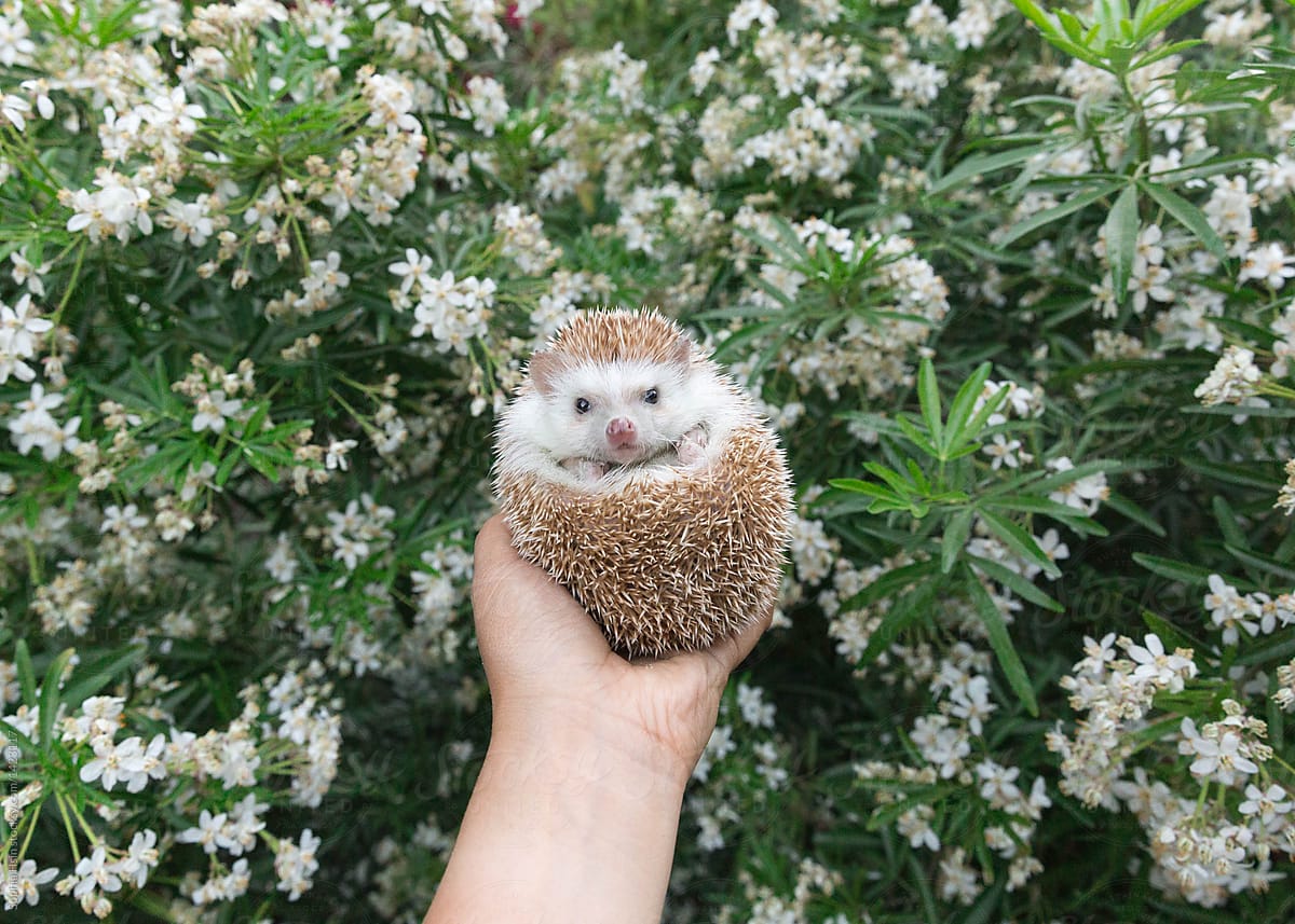Hand holding hedgehog in front of flowers