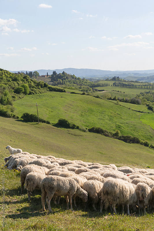 Flock of sheep and dog on tuscan field