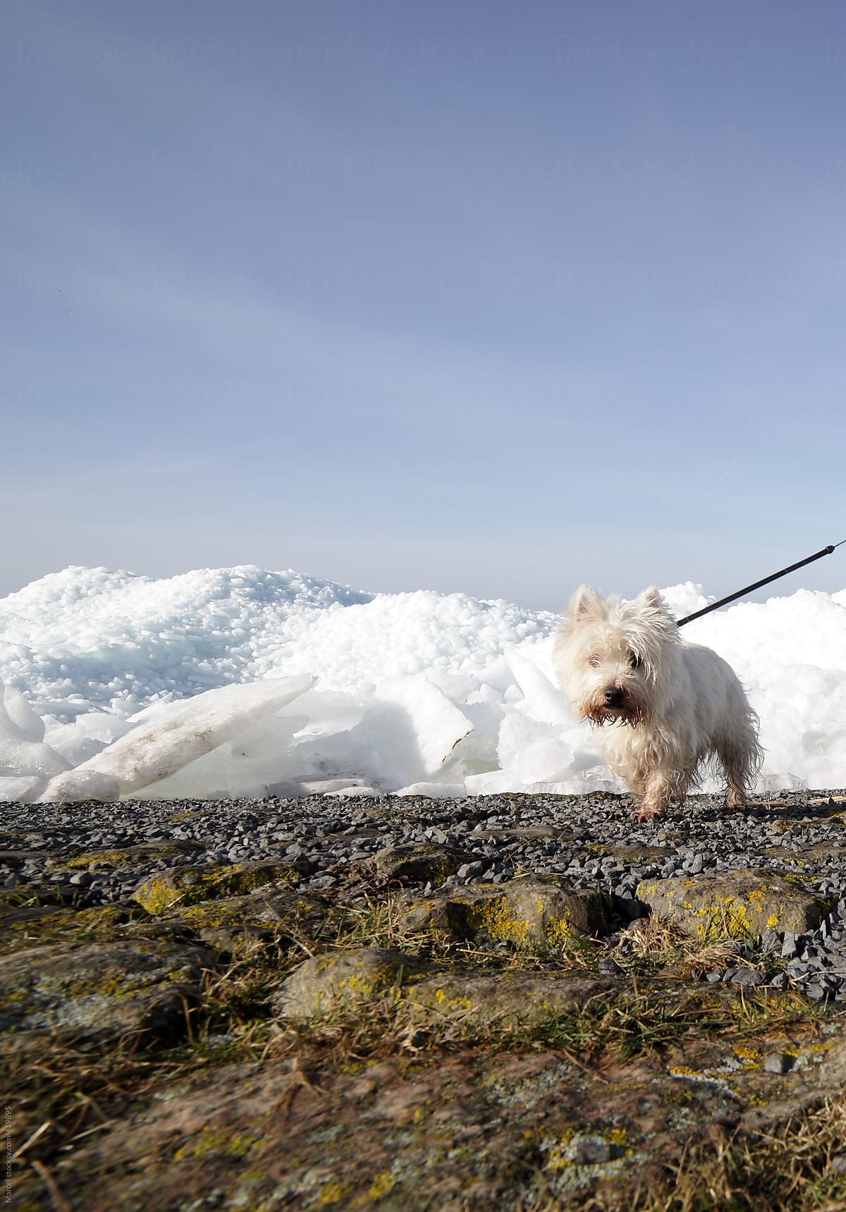 Terrier on a leash