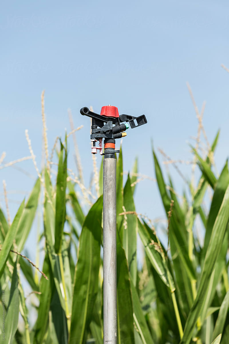 Agricultural sprinkler on a corn field