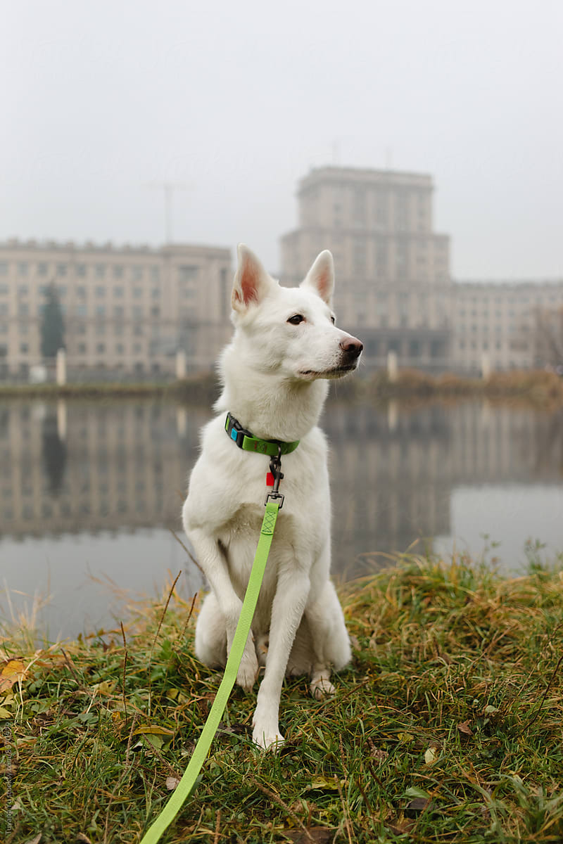 white dog portrait in front of the building and lake