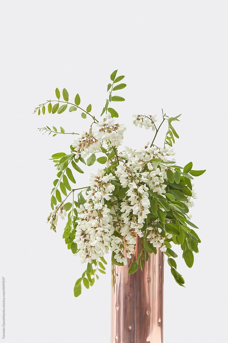 Acacia flowers in copped vase