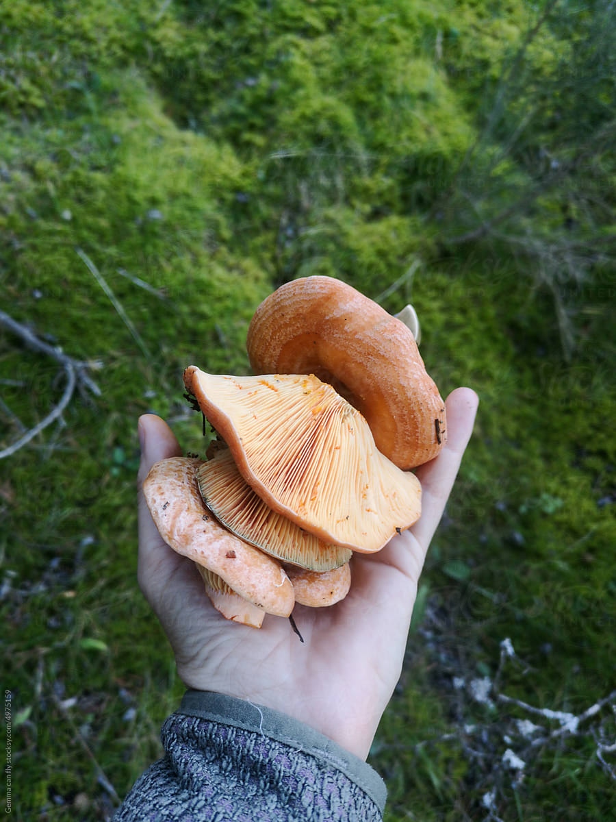 Harvesting pine mushrooms in mountains. UGC