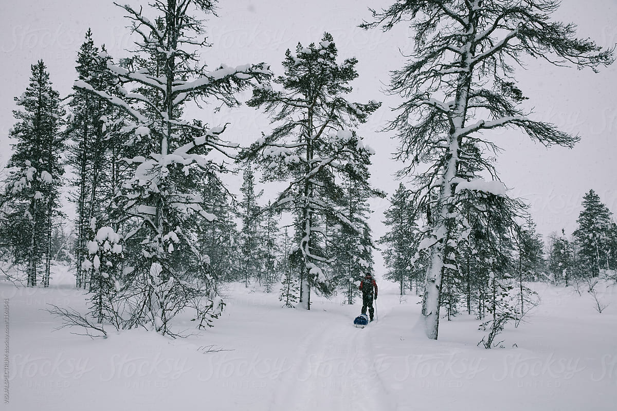 Backcountry Skier Pulling Pulk Through Enchanted Landscape