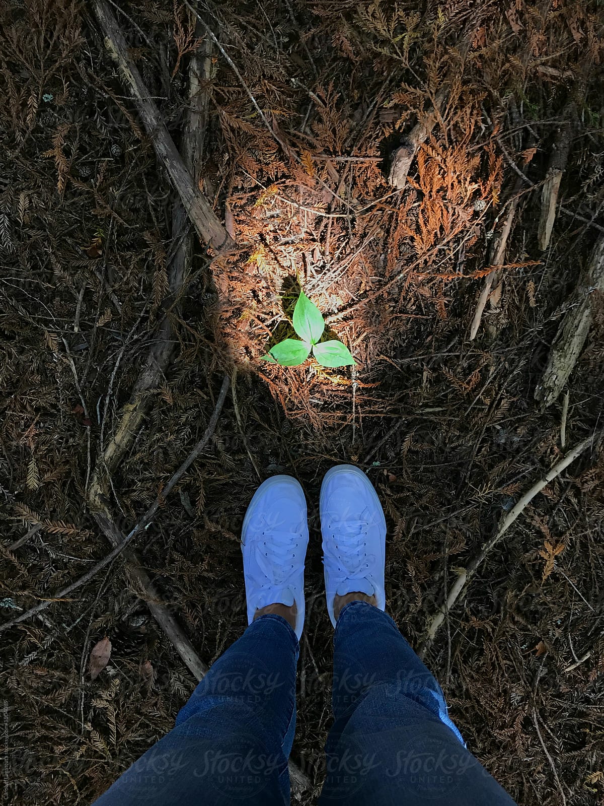 Person in the forest with the light shining down on a green plant