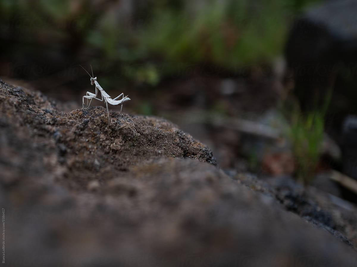 Little mantis on a volcanic rock