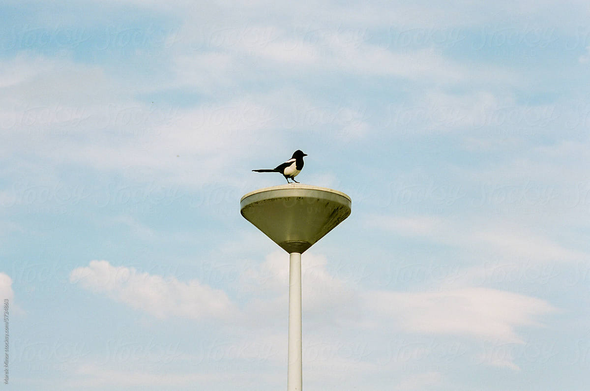 Lone bird on a street lamp in the middle of cloudy blue sky