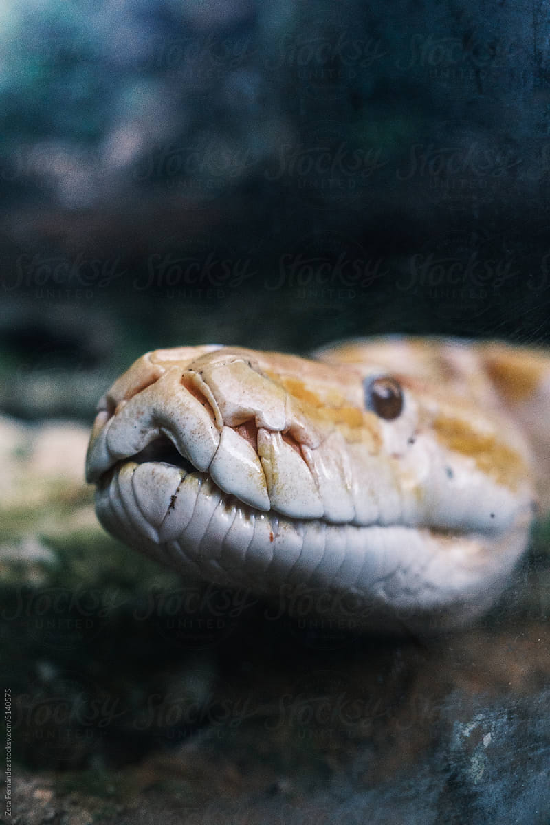 close-up photo of an albino yellow python\'s face