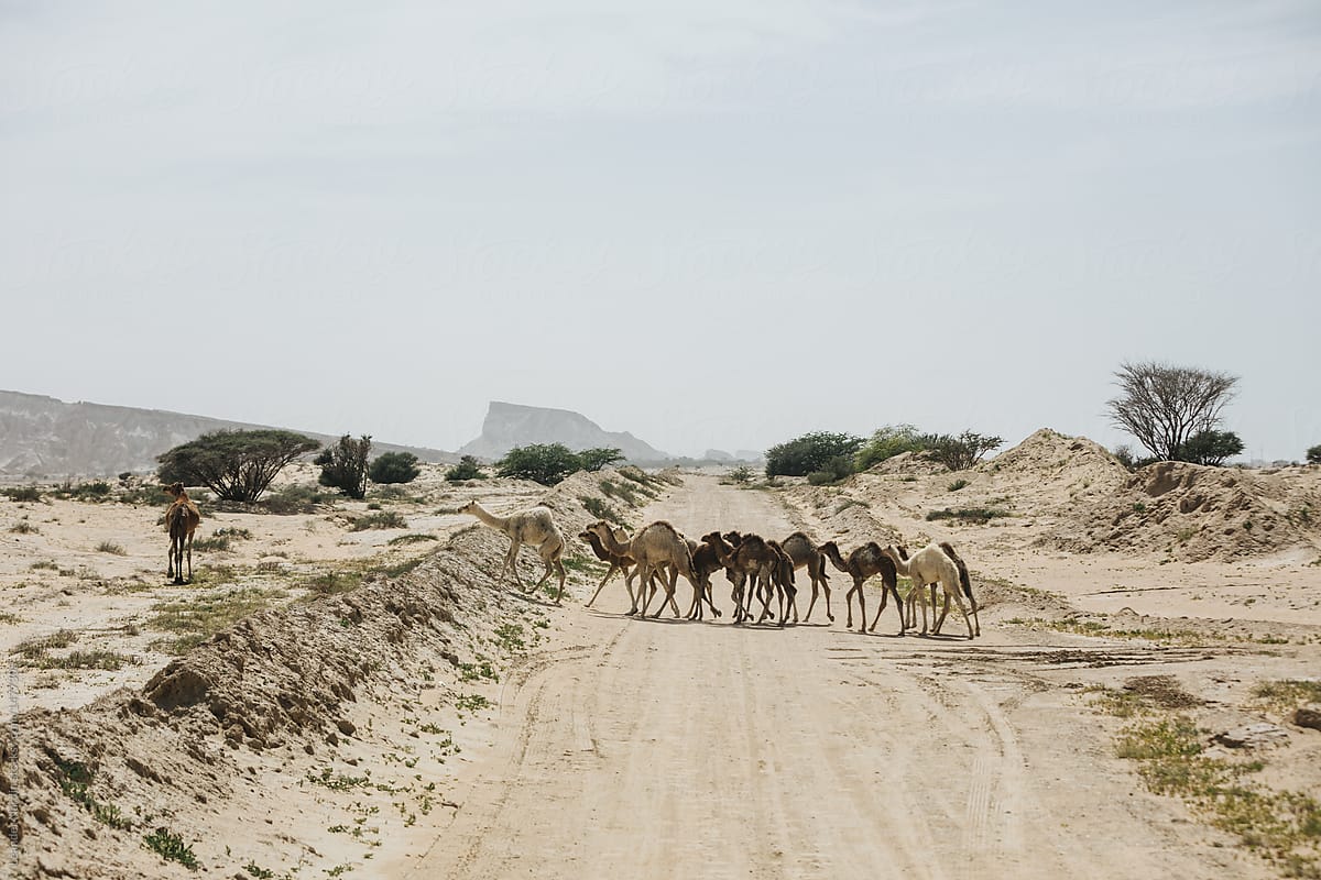 camels crossing
