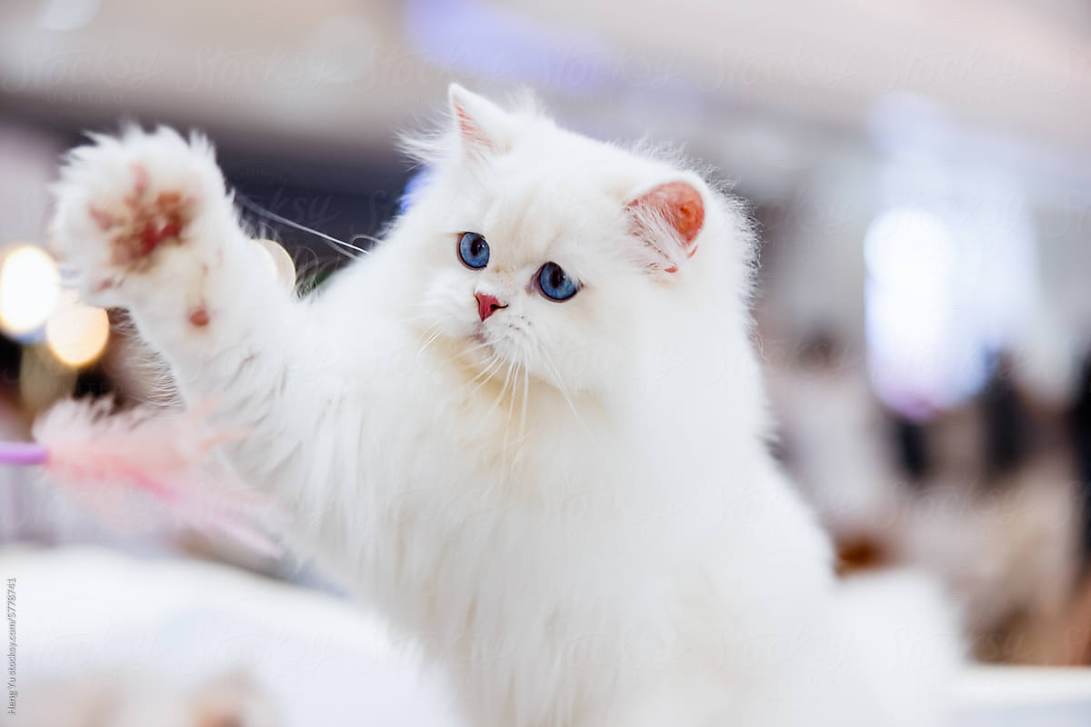 Playful White Cat Reaching Out