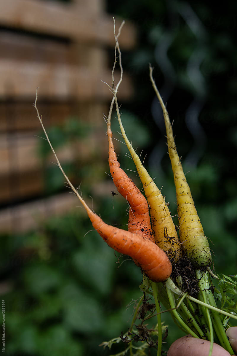 four freshly harvested carrots