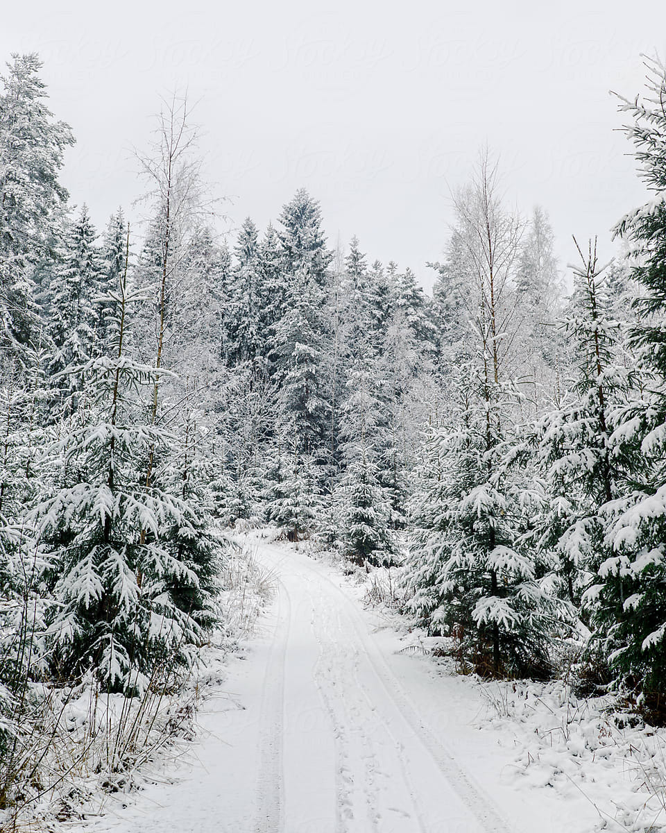 Snowy road in coniferous magic forest