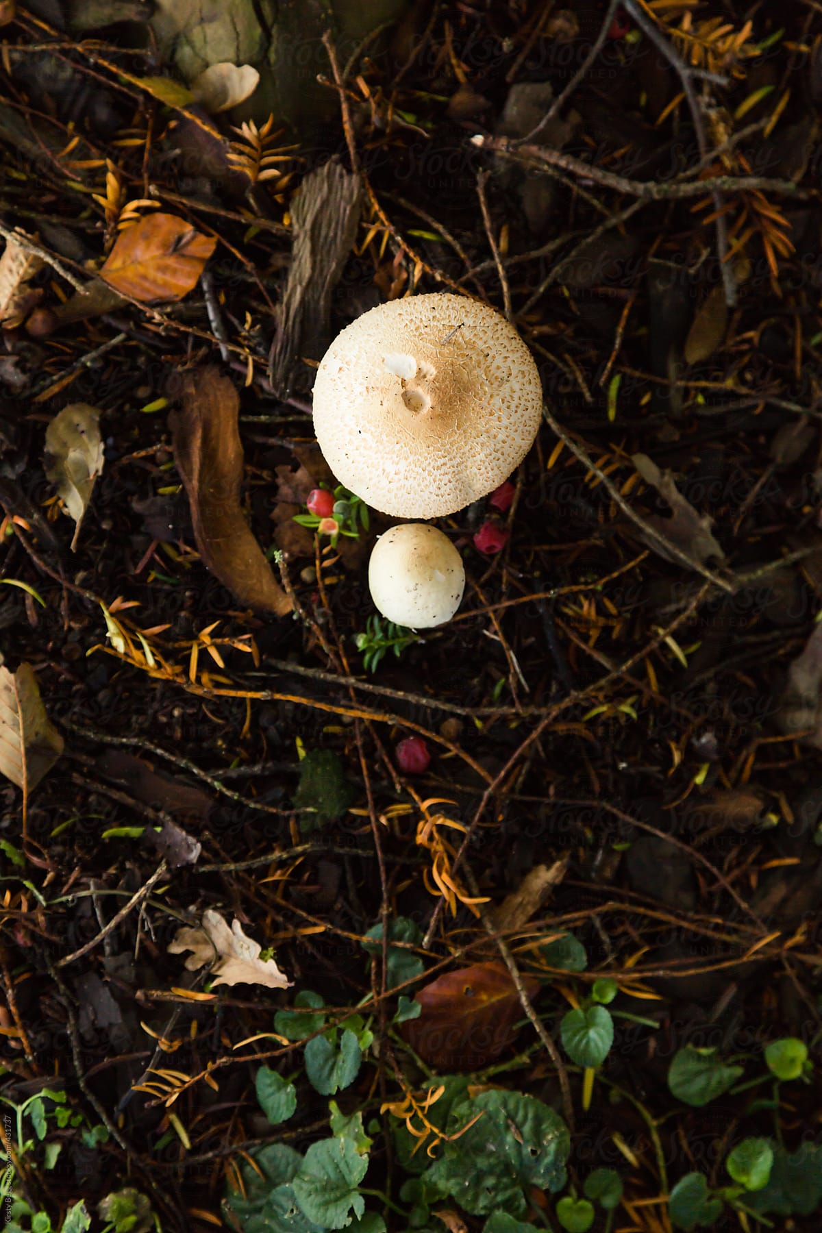 Mushroom on the forest floor