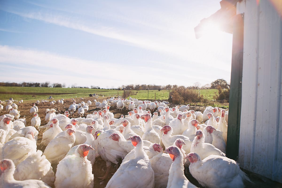 Farm: Turkeys Congregate As Sun Sets