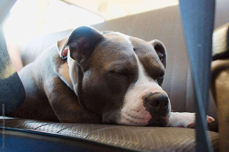 pitbull dog sleeps on backseat of car