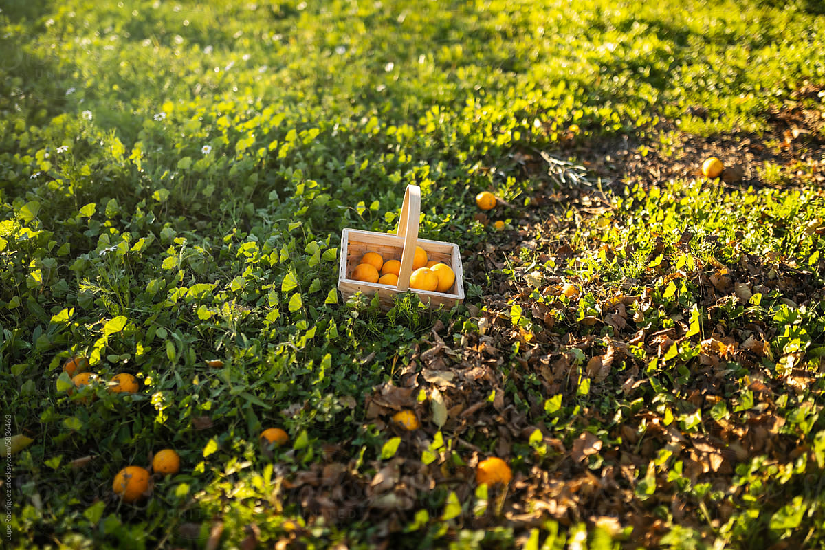 oranges in a wooden basket on the ground in the field