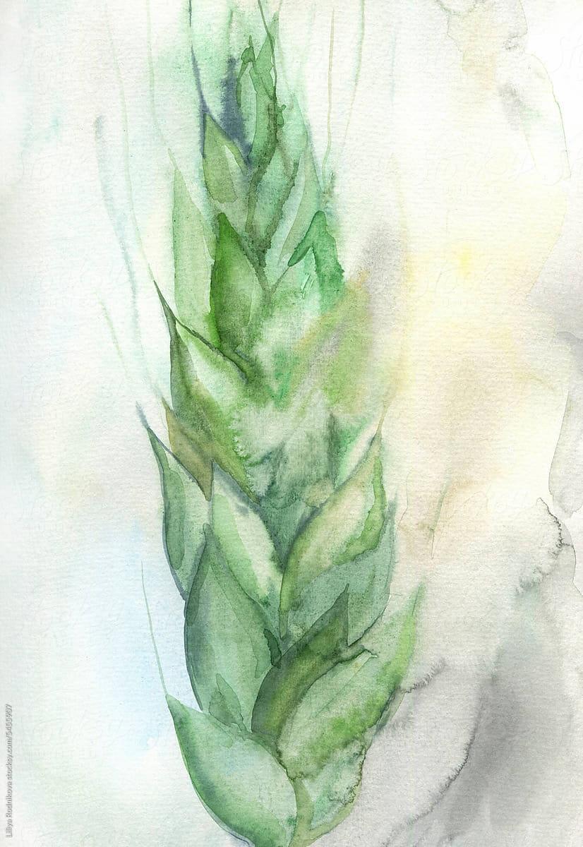 Green wheat spike