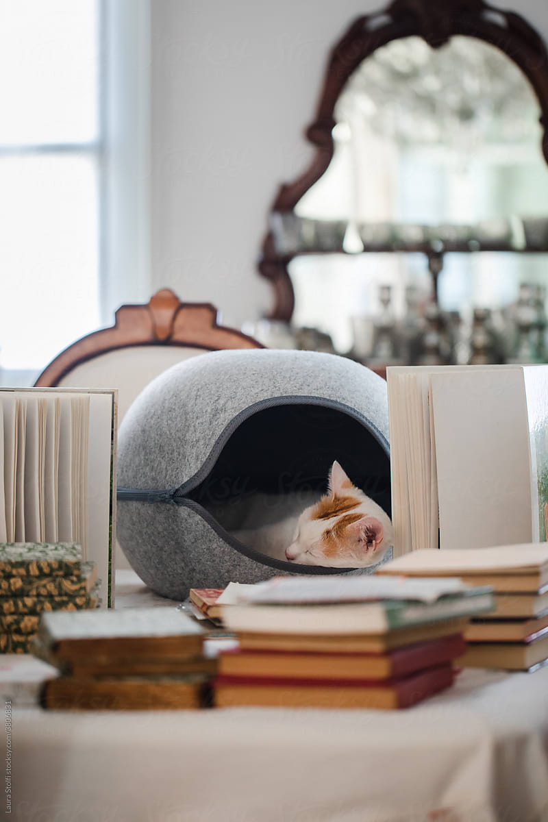 Cat in cozy retreat on table