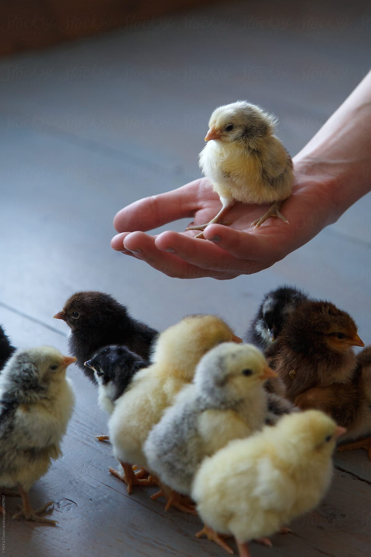 Small yellow chicken sitting in hand