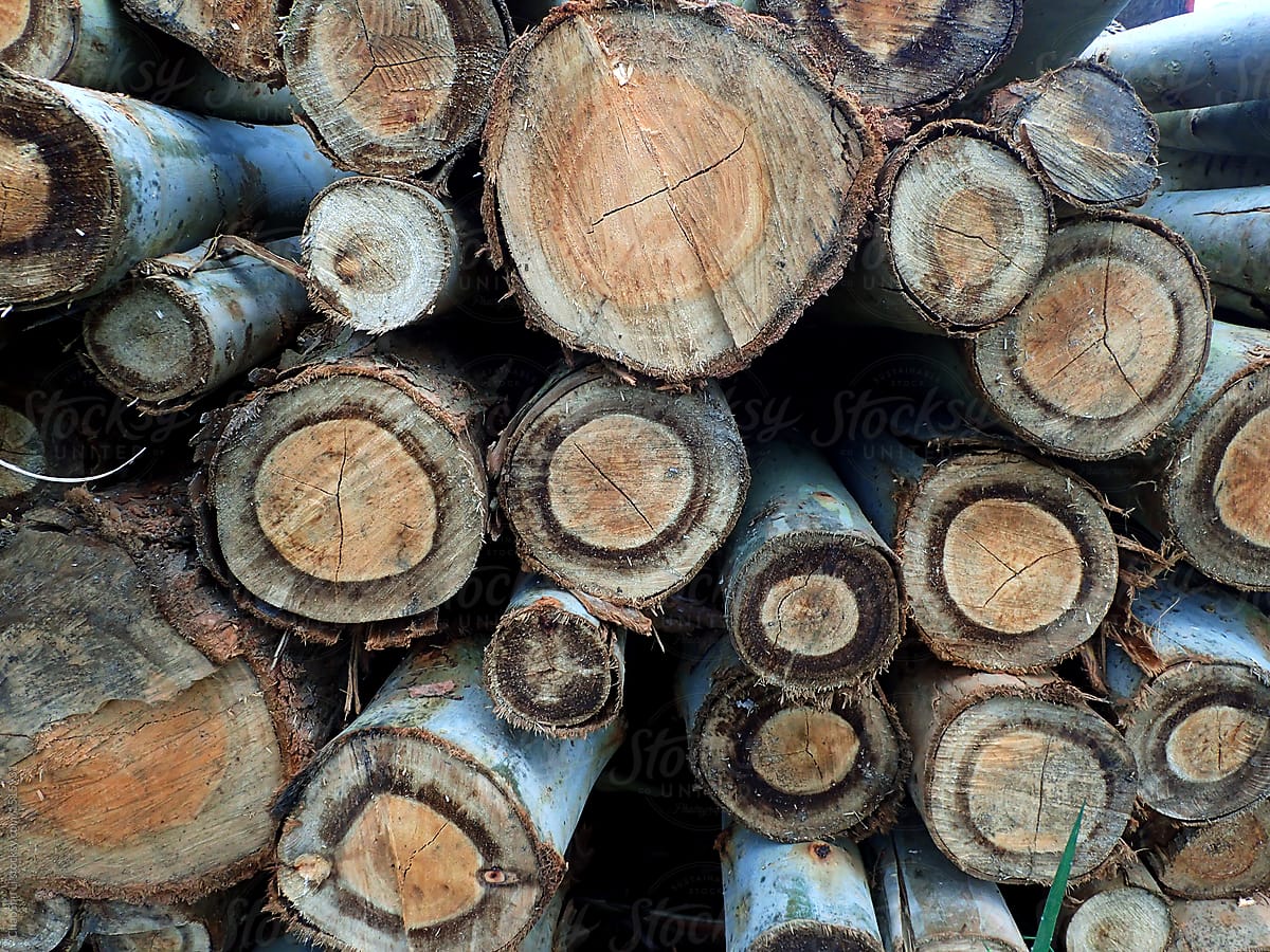 Stacked wood, cross-section closeup. The logging field in the forest