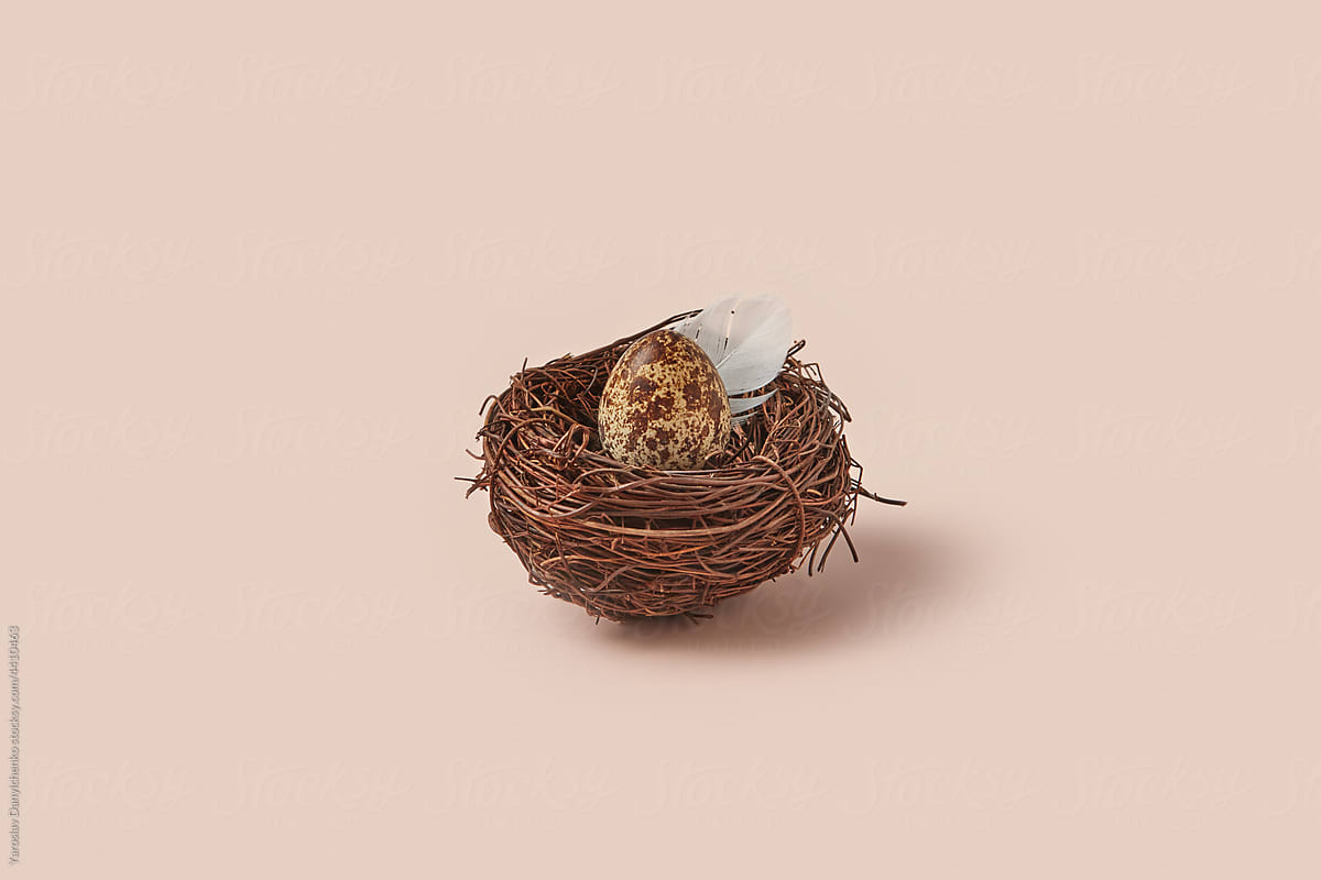 Nest with quail egg and white feather