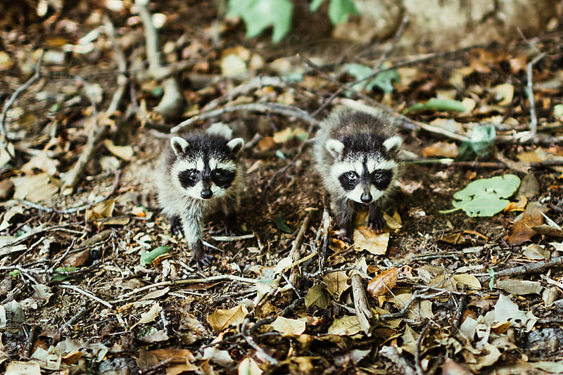 Two Baby Raccoons