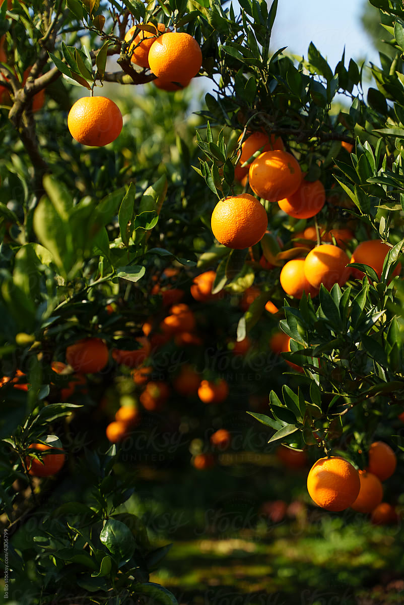 orange farm harvest