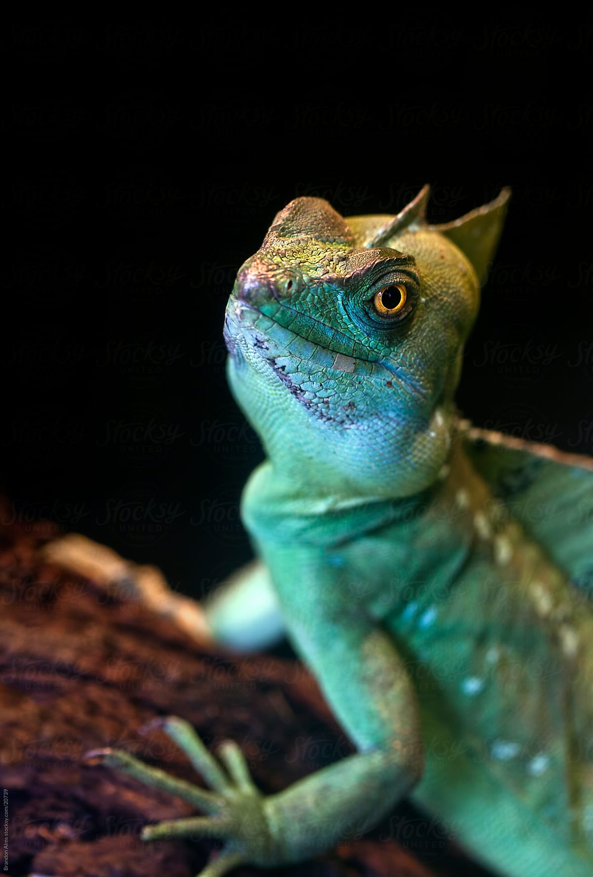 Green Basilisk Lizard Closeup