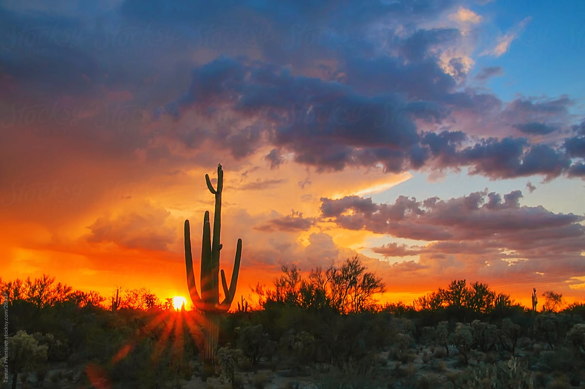 Desert Sunset With Storm Clouds And Cactus