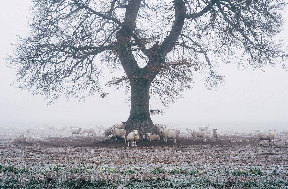 Sheep gathered round a tree on a frosty morning.